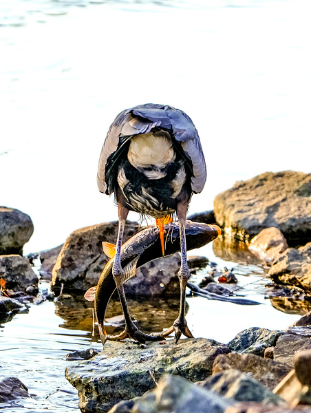 Sucker fish for Dinner by Mary Beth LaCroix