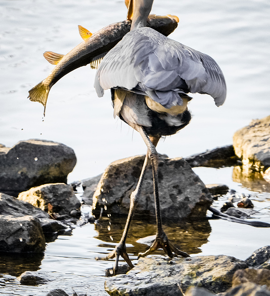 Trying to hold onto dinner by Mary Beth LaCroix