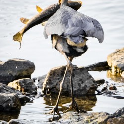 Trying to hold onto dinner