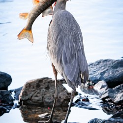 Dinner time 
