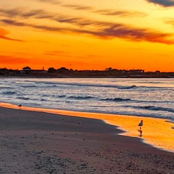 Golden Gansett