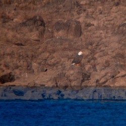 Eagle’s Dam Watch