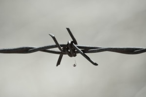 Spider On Barbed Wire In Black And White