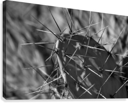 Prickly Pear Canvas Print