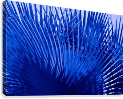 Blue Palms Canvas Print