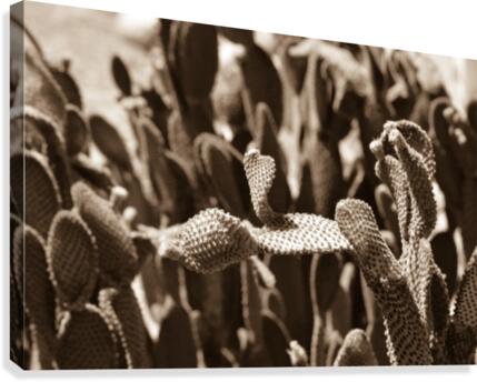 Take a Bow Canvas Print