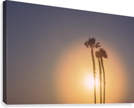 Palm Tree Sunset Canvas Print
