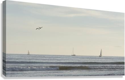 Sailing Dana Point Canvas Print