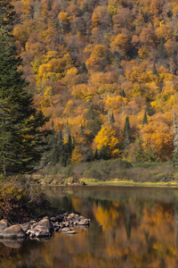 Fall