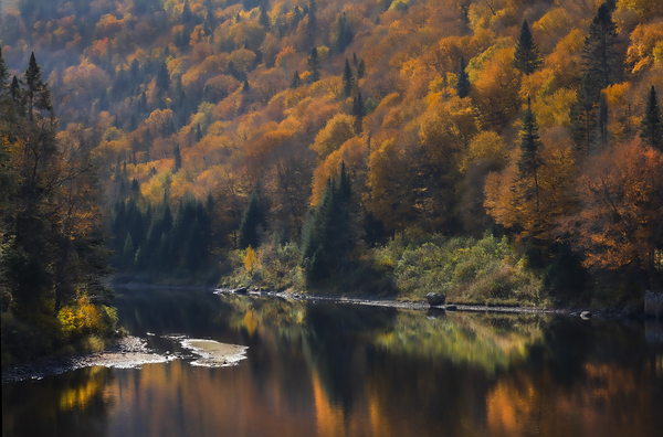 Foret Lac Print