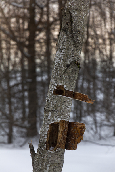 Tree trunk Print