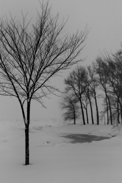 Winter trees Print