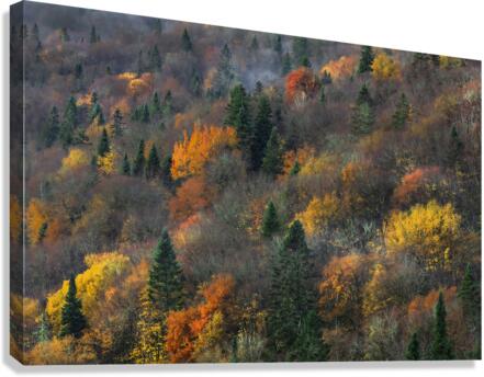 Automne Canvas Print