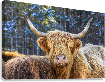 Highland Canvas Print