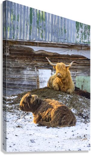 Highland2 Canvas Print