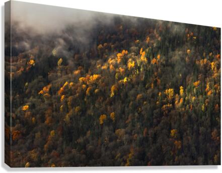 Foggy trees Canvas Print