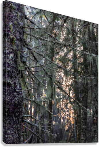 Branchages Canvas Print