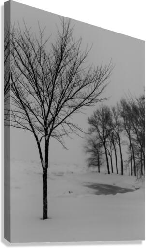 Winter trees Canvas Print