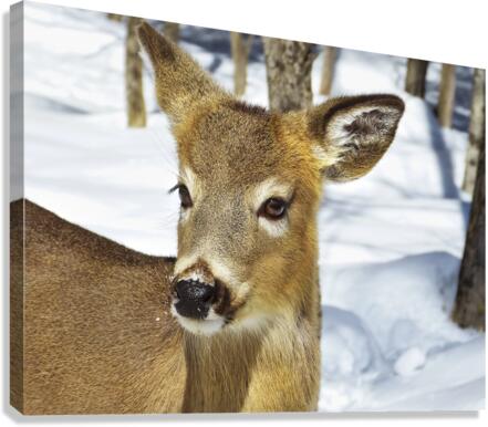 Biche Canvas Print