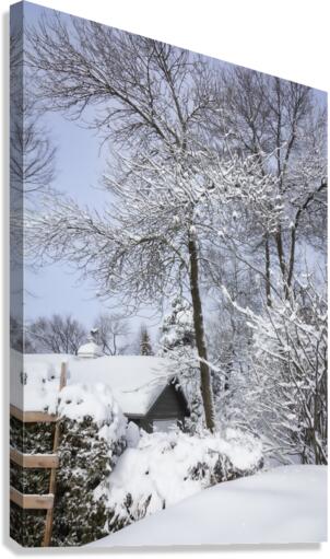 Winter Canvas Print