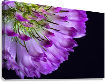 coeur de fleur Canvas Print