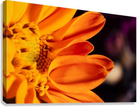 fleur orange Canvas Print