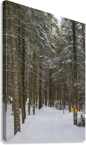 Rando Canvas Print
