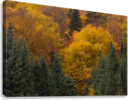 Immersion Canvas Print