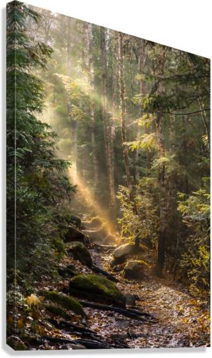 Foret feerique  Canvas Print