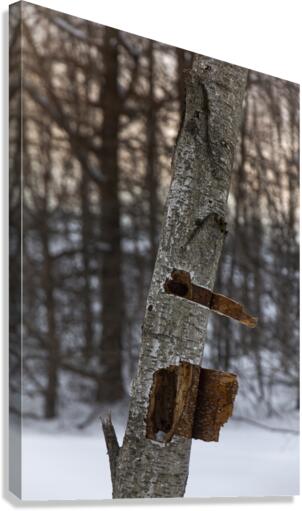 Tree trunk Canvas Print