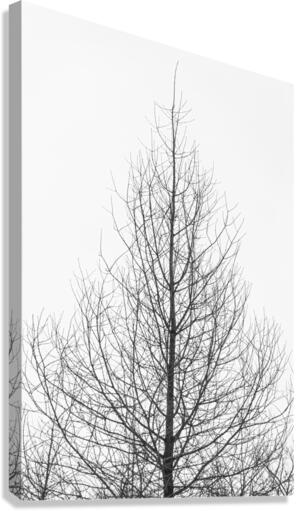 Naked tree Canvas Print