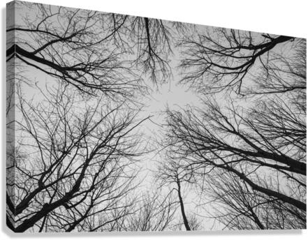 Veins Canvas Print