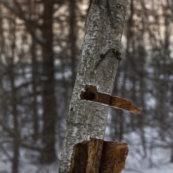 Tree trunk