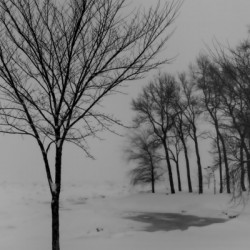 Winter trees