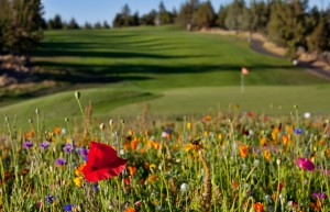 Flowers on the Green