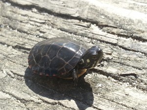 20130503_160945_1599761141.4173