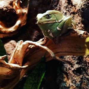 Frogpicoftheday