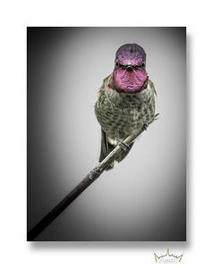 Focused Annas Hummingbird
