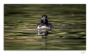 Merganser Portrait