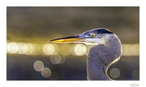 Golden Great Blue