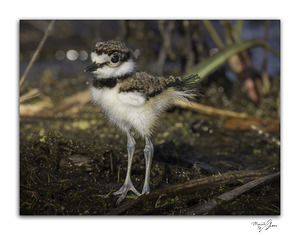 Stoic Baby Killdeer