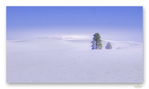 Winter Hues and Trees