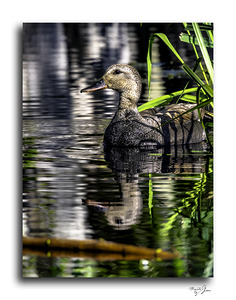 Gadwall in the Reeds