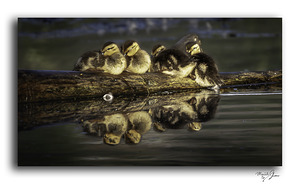 Sleepy Ducklings