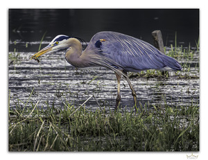 Snacking Great Blue