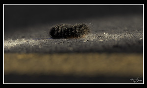 Catepillar Crossing