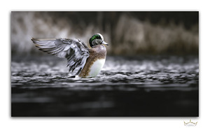Winging Wigeon