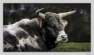 No Bull