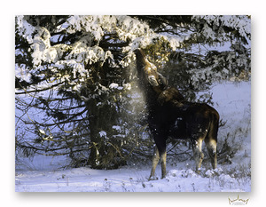 Winter Bull Moose