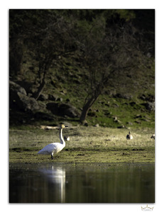 Swan Sunset